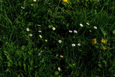 Hollanda, Sulak Topraklar, Maarken, Avrupa, Çimlerde sarı bir çiçek