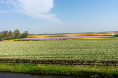 Hollanda, Lisse, Avrupa, yeşil bir alana yakın çekim