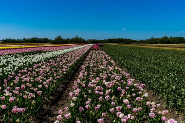 Hollanda, Lisse, Avrupa, bir çiçek bahçesine yakın çekim