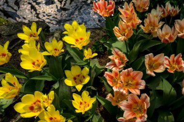 Hollanda, Lisse, Avrupa, YELLOW ÇİÇEKLERİNİN YÜKSEK ÇİÇEKLERİ