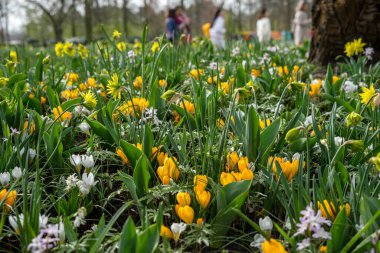 Çiçek bahçesi, Hollanda, Avrupa, bir çiçek bahçesi.