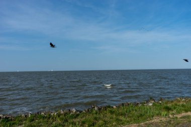Hollanda, Sulak Topraklar, Maarken, Avrupa, bir su kütlesinin üzerinde uçan bir kuş.