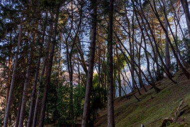 Avrupa, İtalya, Lecco, Como Gölü, Ormandaki Ağaçların Düşük Açı Görüntüsü