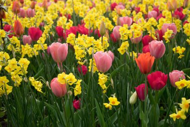 Rengarenk lale çiçekleri ve güzel bir arka plan.