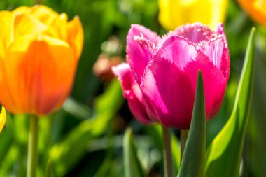 Hollanda, Lisse, Avrupa, bir çiçeğe yakın çekim