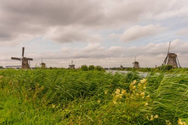 Hollanda, Rotterdam, Kinderdijk, bir kanal boyunca yemyeşil çimenlerin üzerindeki miras yel değirmeni