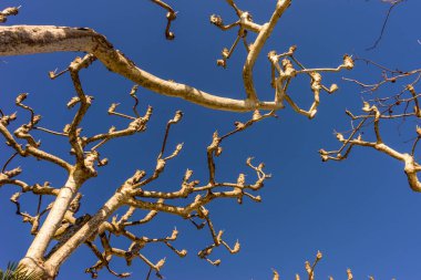 İtalya, Lecco, Como Gölü, çorak ağaç