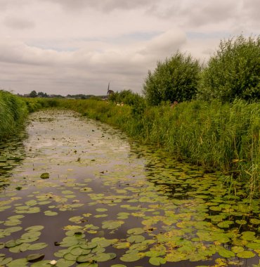 Avrupa, Hollanda, Rotterdam, zambak göleti