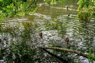 Haagse Bos 'ta bir ördek ailesi, Lahey' de bir orman, Hollanda, Avrupa