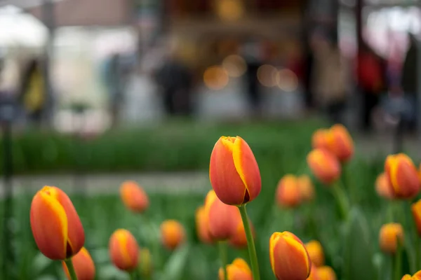 Bloementuin Nederland Europa Een Groep Sinaasappels Een Tafel — Stockfoto