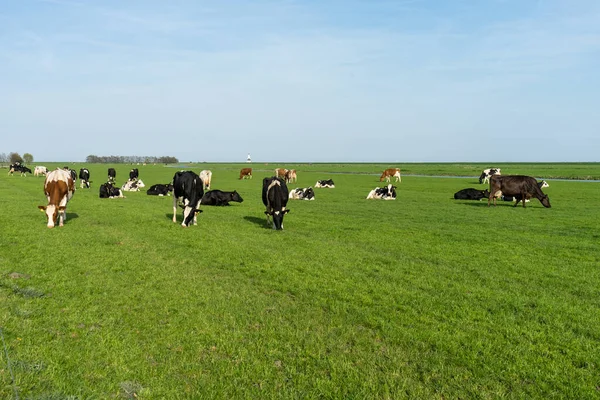 Nederland Wetlands Maarken Europa Een Kudde Runderen Grazend Een Weelderig — Stockfoto