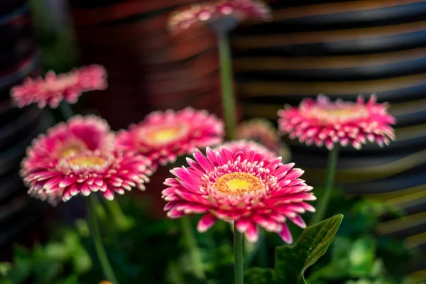 Квітковий Сад Нідерланди Європа Рожева Квітка Рослині — стокове фото
