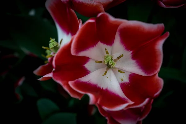 オランダ リスス ヨーロッパ 花の終わり — ストック写真