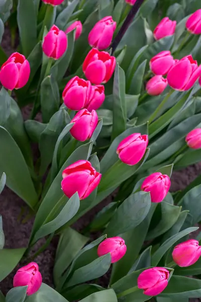 花の庭 オランダ ヨーロッパ 花の終わり — ストック写真