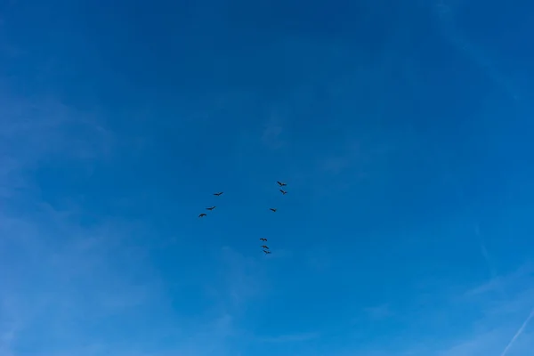 Netherlands Wetlands Maarken Europe Group People Flying Kites Sky — Stock Photo, Image