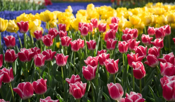 春の日に美しい背景を持つ美しいカラフルなチューリップの花 — ストック写真