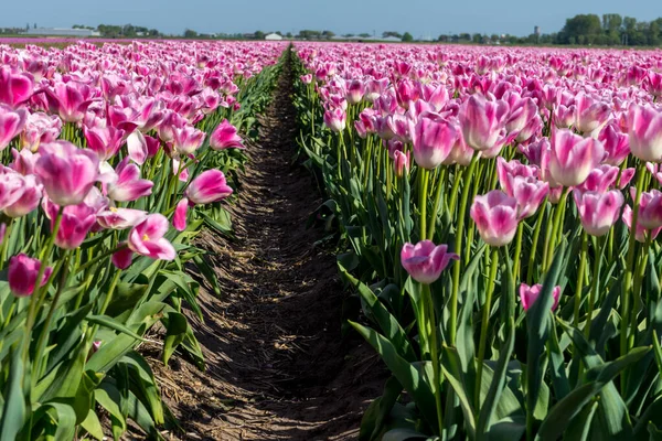 Holandia Lisse Europa Zbliżenie Purpurowego Kwiatu — Zdjęcie stockowe