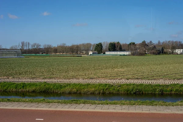 Blumengarten Niederlande Europa Ein Feld Mit Gras — Stockfoto