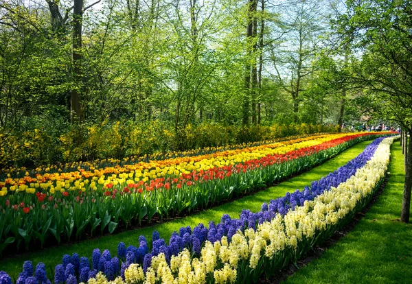 Holandia Lisse Europa Widok Sceniczny Kwiatów Wielkowych Multi Ogrodzie — Zdjęcie stockowe