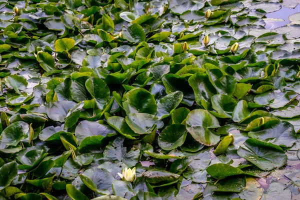 Lotus Een Vijver Bij Haagse Bos Bos Den Haag Nederland — Stockfoto