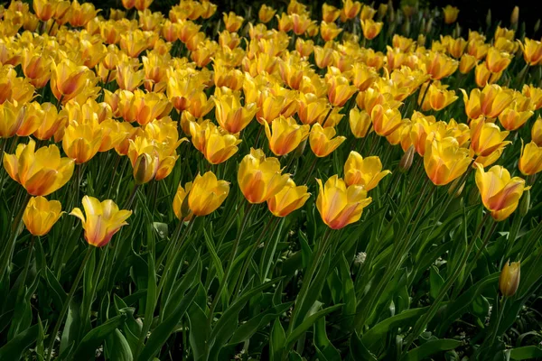 Nederländerna Lisse Europa Närbild Blomma — Stockfoto