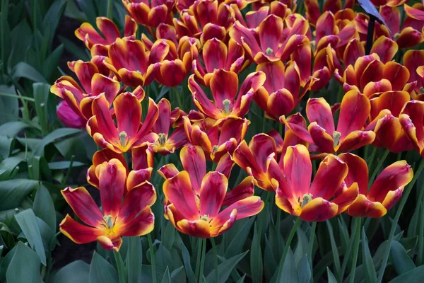 Bellissimi Fiori Tulipano Colorati Con Bellissimo Sfondo Una Giornata Primavera — Foto Stock