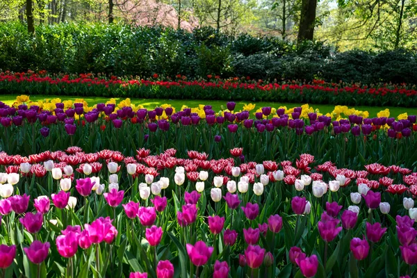 Нидерланды Лиссе Европа Pink Tulip Flowers Park — стоковое фото