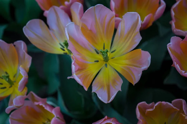 Gyönyörű Színes Tulipán Virágok Gyönyörű Háttérrel Egy Tavaszi Napon — Stock Fotó