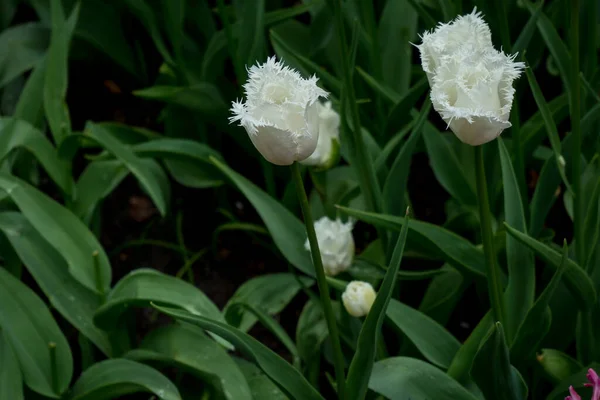 Lindas Flores Tulipa Coloridas Com Belo Fundo Dia Primavera — Fotografia de Stock