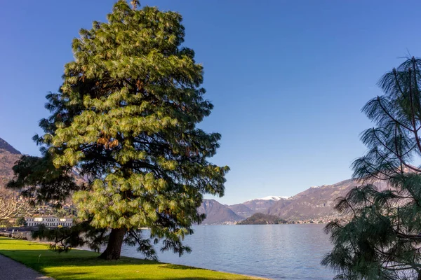 Europa Itália Bellagio Lago Como Uma Árvore Frente Corpo Água — Fotografia de Stock