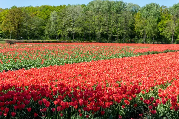 Holandia Lisse Europa Keukenhof Czerwony Kwiat Ogrodzie Keukenhof Tle — Zdjęcie stockowe