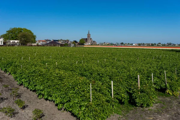 Países Bajos Lisse Europa Gran Campo Verde Con Árboles Fondo —  Fotos de Stock