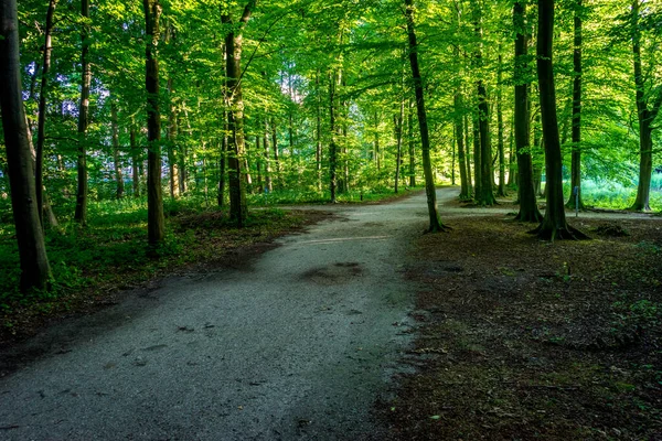 Wanderweg Haagse Bos Wald Den Haag Niederlande Europa — Stockfoto