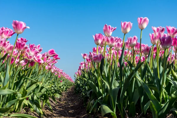 Niederlande Lisse Europa Eine Gruppe Rosa Blumen — Stockfoto