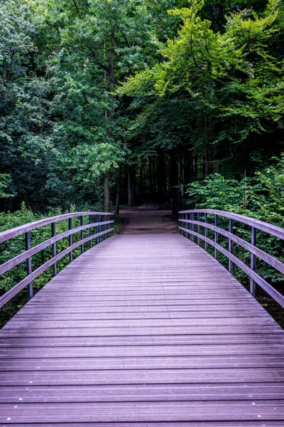 Uma Ponte Que Leva Uma Floresta Escura Haagse Bos Floresta — Fotografia de Stock