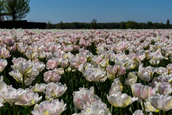 Niederlande Lisse Europa Eine Nahaufnahme Einer Blume — Stockfoto