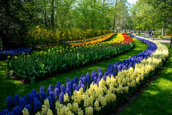 Holandia Lisse Europa Multi Colored Tulips Ogrodzie — Zdjęcie stockowe