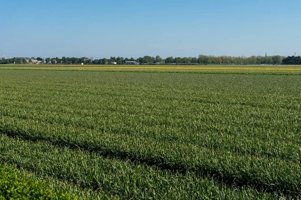 Holandia Lisse Europa Duże Zielone Pole — Zdjęcie stockowe