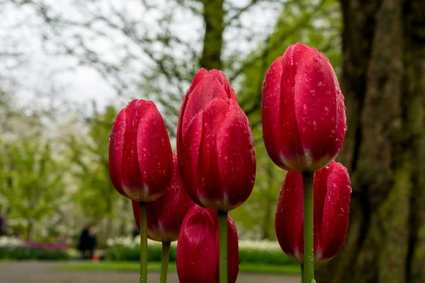 Bellissimi Fiori Tulipano Colorati Con Bellissimo Sfondo Una Giornata Primavera — Foto Stock