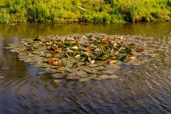 Нидерланды Zaanse Schans Листья Лотоса Воде — стоковое фото