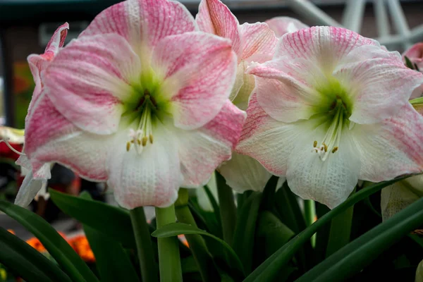 Netherlands Lisse Europe Pink Flower Plant — Stock Photo, Image