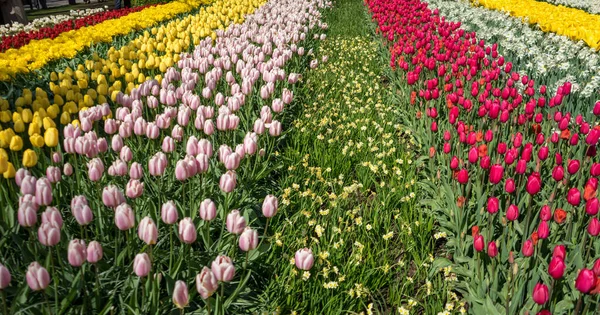 Bellissimi Fiori Tulipano Colorati Con Bellissimo Sfondo Una Giornata Primavera — Foto Stock