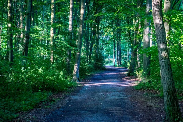 Eine Schlammstraße Die Einen Pfad Haagse Bos Schafft Wald Den — Stockfoto