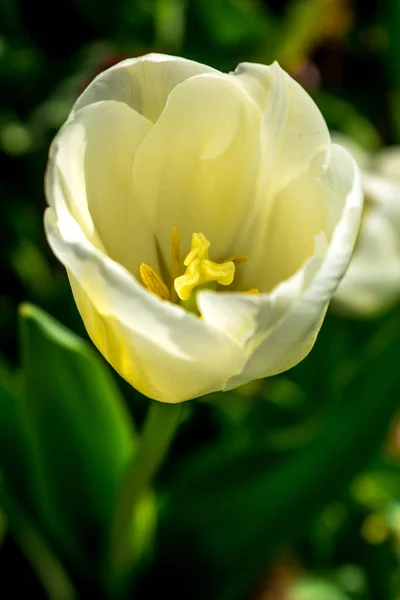 Hollanda Lisse Avrupa Sarı Bir Çiçek — Stok fotoğraf