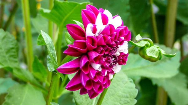 Suíça Lauterbrunnen Europa Close Pink Flowering Plant — Fotografia de Stock