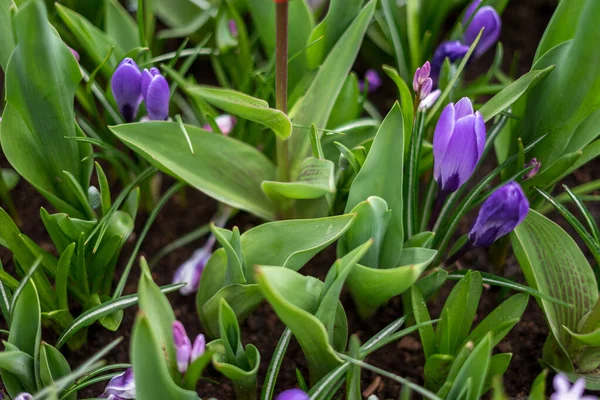 Kwiat Ogród Holandia Europa Purpurowy Kwiat Linie — Zdjęcie stockowe