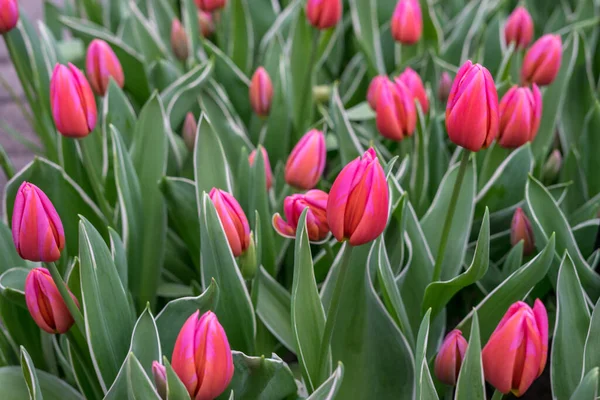 Flower Garden Paesi Bassi Europa Mazzo Fiori Rosa — Foto Stock