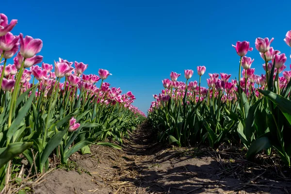 Niederlande Lisse Europa Eine Rosa Blume Auf Einer Pflanze — Stockfoto