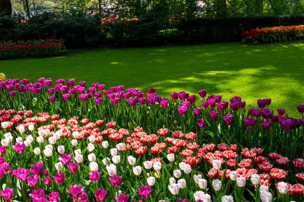 Hollanda Lisse Avrupa Bir Çiçek Bahçesine Yakın Çekim — Stok fotoğraf