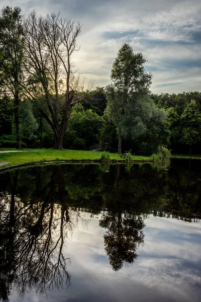 Reflejo Árbol Lago Haagse Bos Bosque Haya Países Bajos Europa —  Fotos de Stock